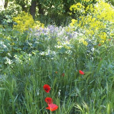 Teinture vegetale plantes fraiches